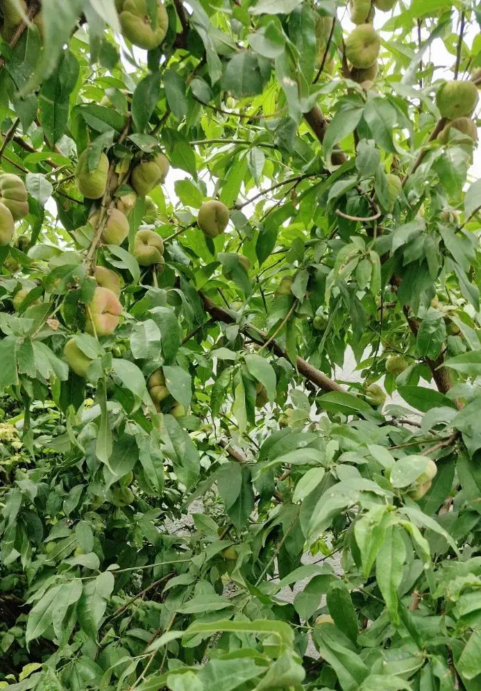 باغچه۳۰۰،۵۰۰،۱۰۰۰متری سنددار جاده شهریار حصارمهتر|فروش زمین و ملک کلنگی|رباط‌کریم, رباط‌کریم|دیوار