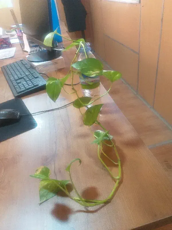 استخدام نیروی خدمات|استخدام سرایداری و نظافت|عقدا, |دیوار