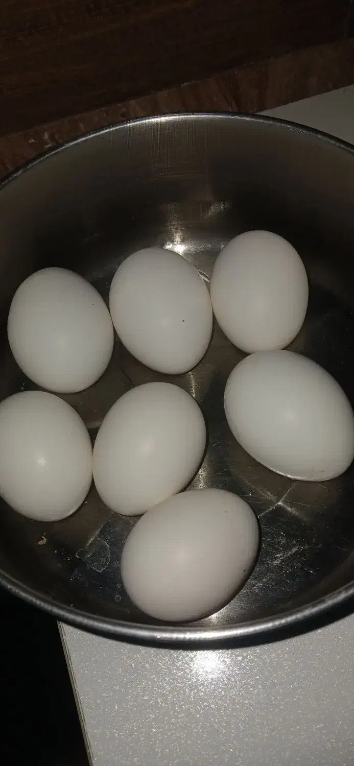 تخم مرغ نطفه دار گلین|حیوانات مزرعه|رامیان, |دیوار