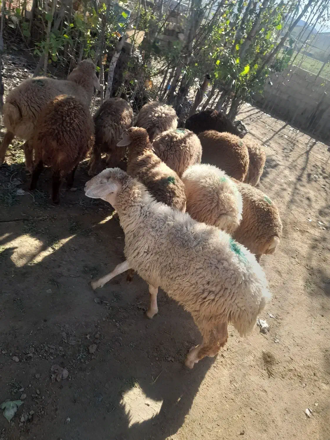 سلام ۱۲عددبره ۲ماده ۱۰عددنرقیمت جفتی ۲۲میلیون|حیوانات مزرعه|انگوت, |دیوار