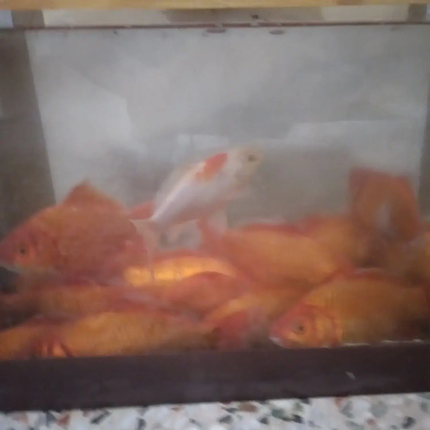 بزرگ|ماهی|زرند, |دیوار