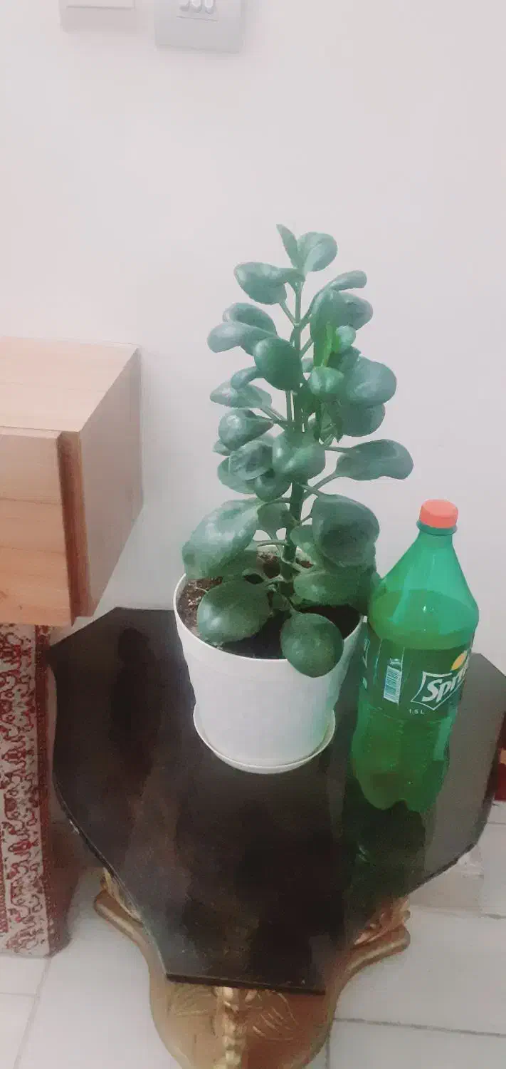 گل قاشقی سالم و شاداب|گل و گیاه طبیعی|گلبهار, شهر جدید گلبهار|دیوار