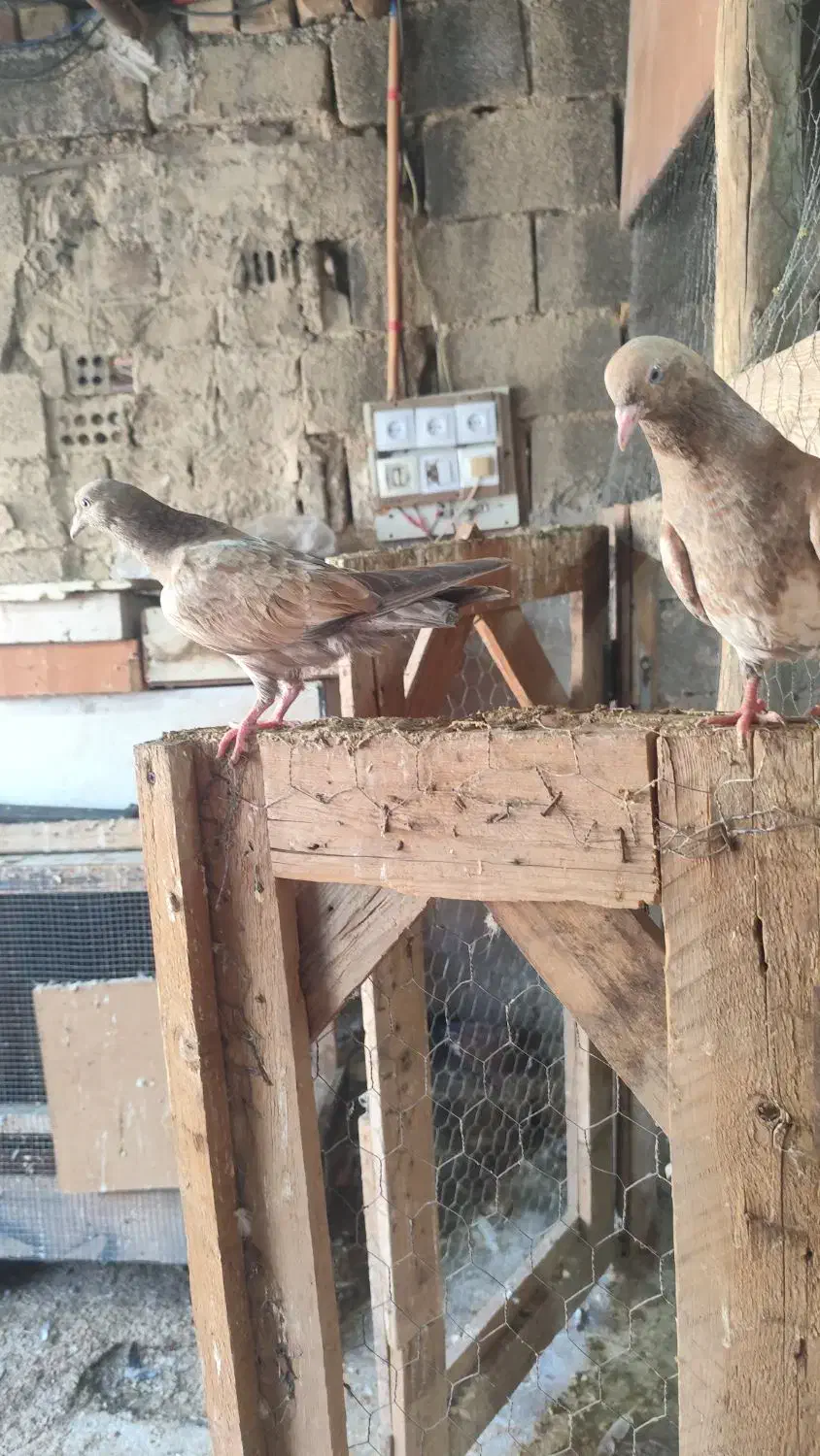 کبوتر امیدیه|پرنده|بندر امام خمینی, |دیوار