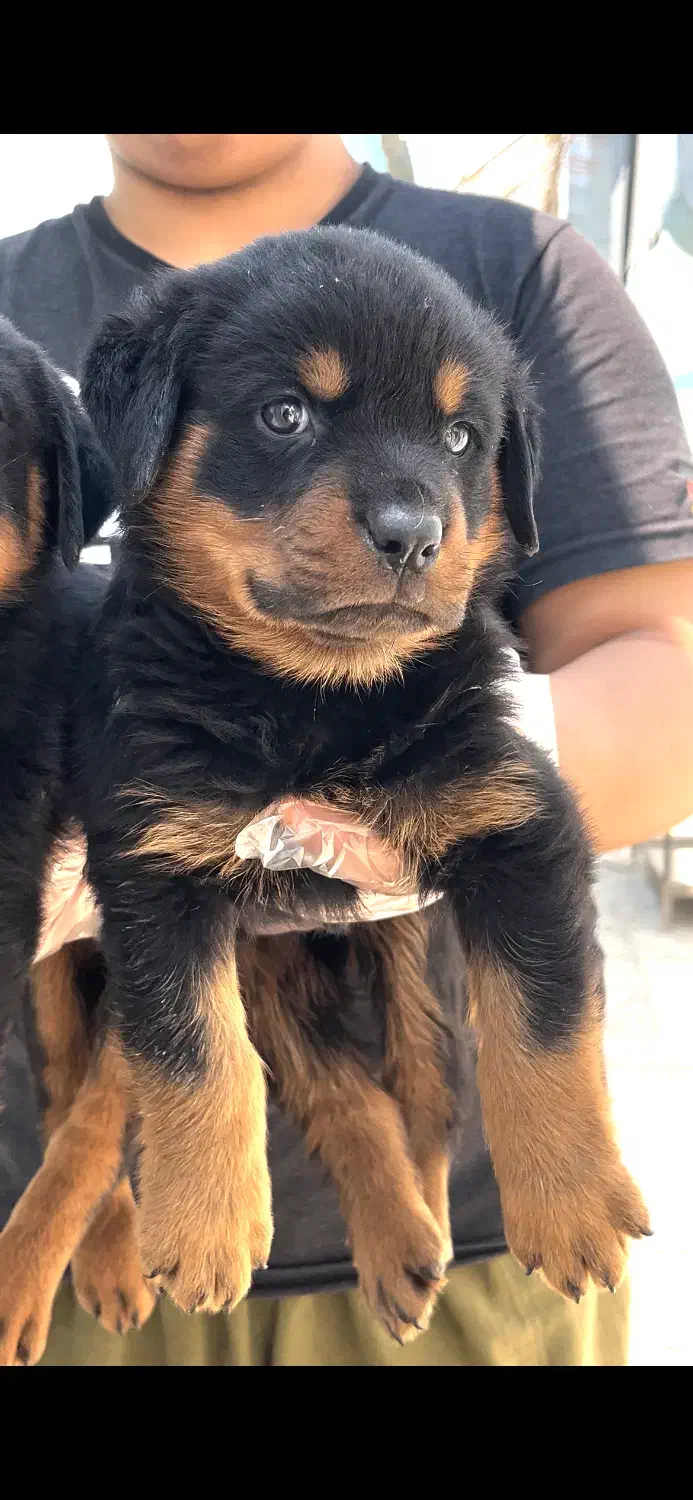 فروش توله روتوایلر اصیل|سگ|شیراز, اصلاحنژاد|دیوار