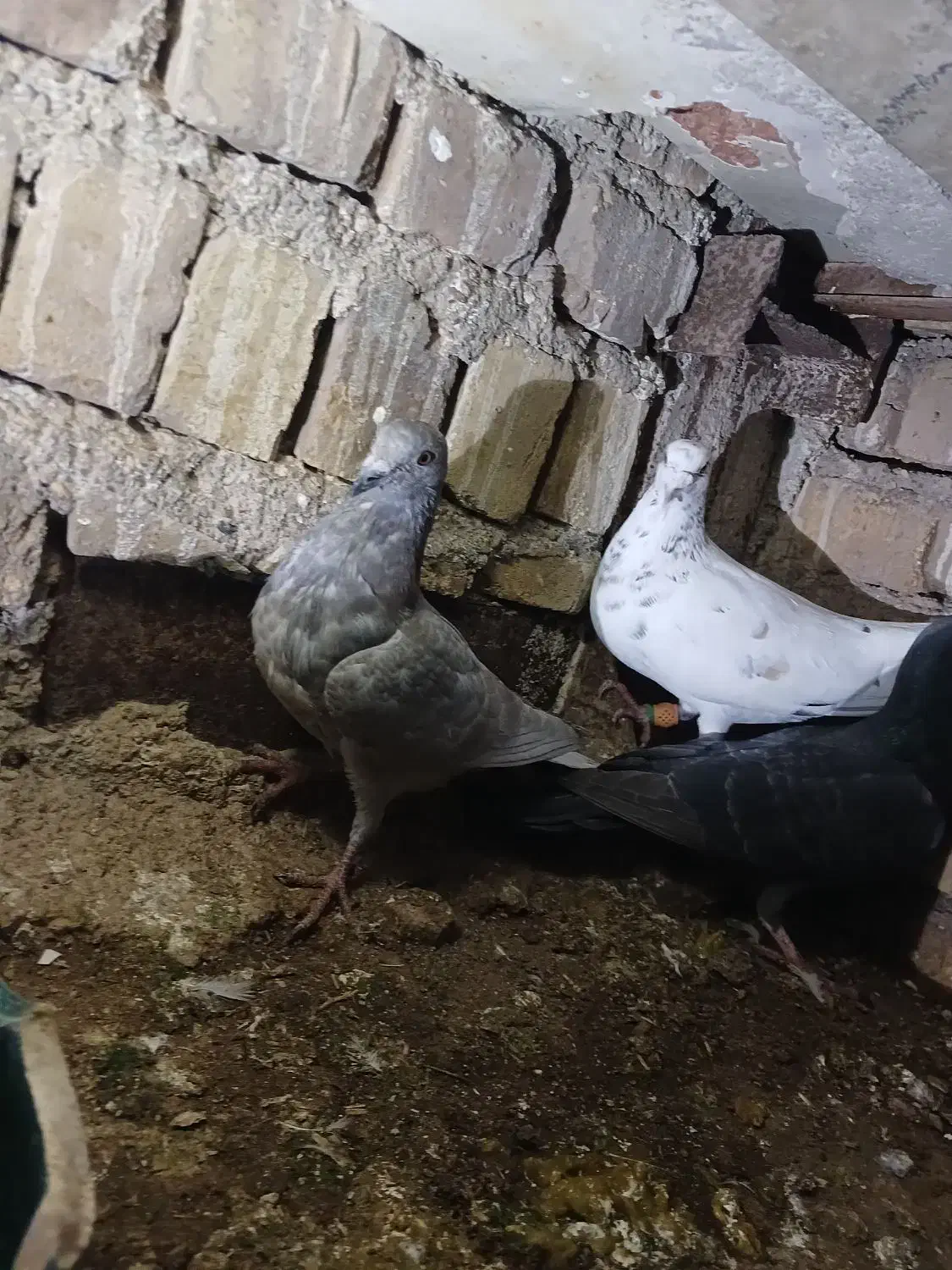 کبوتر|پرنده|قزوین, |دیوار