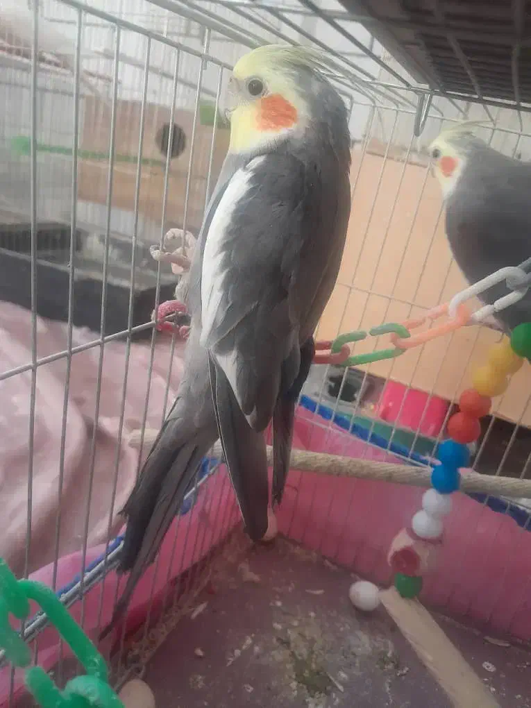 عروس هلندی|پرنده|قم, خاکفرج|دیوار