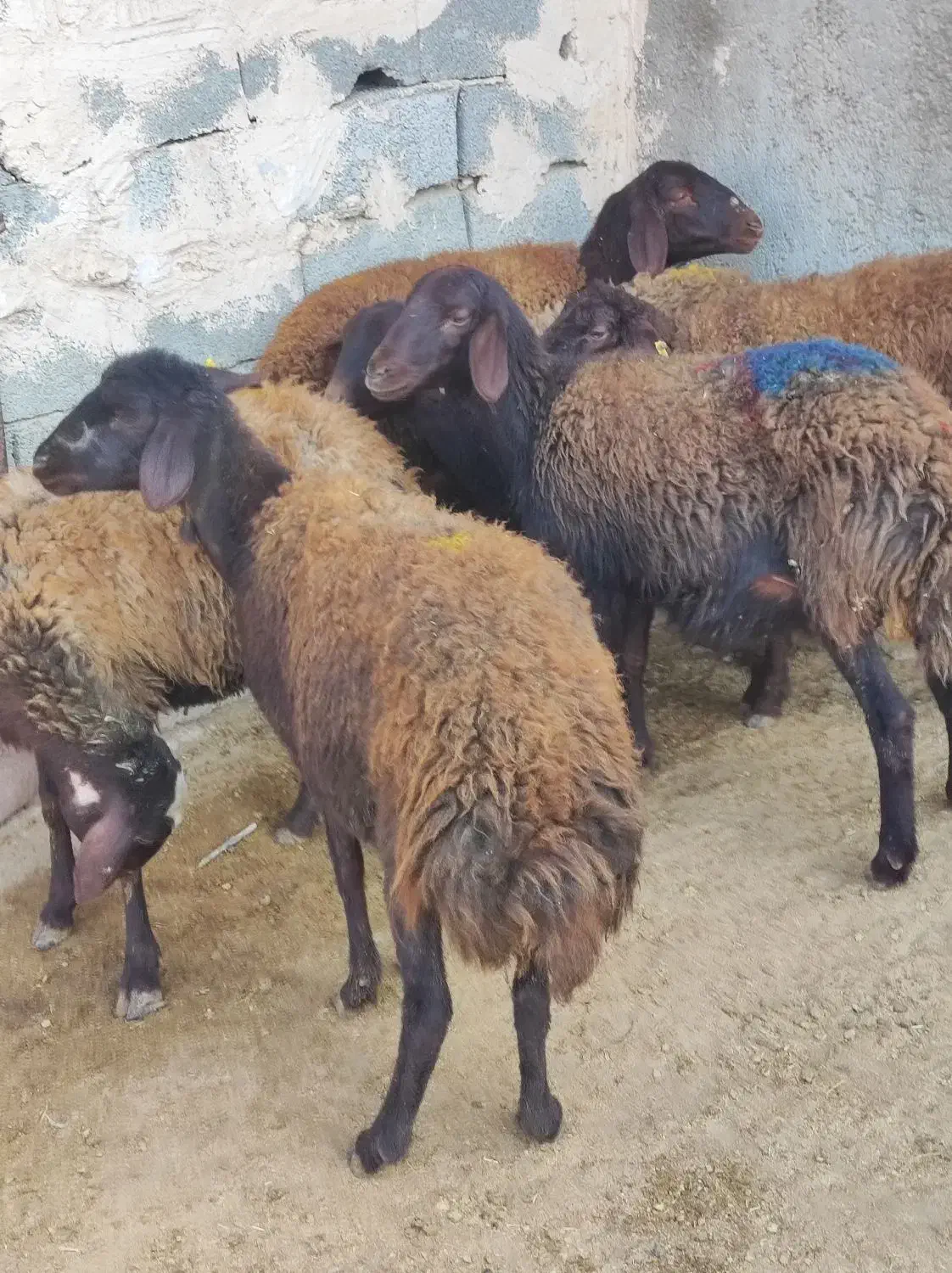 بره ماده شیشک افشار و قزل افشار|حیوانات مزرعه|محمدیه-قزوین, |دیوار