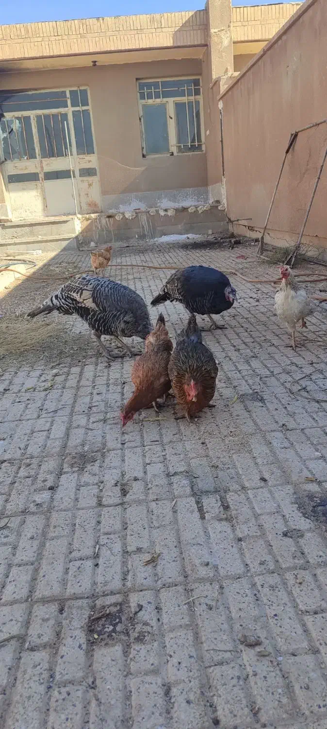 بوقلمون ماده|حیوانات مزرعه|پائین جام, |دیوار