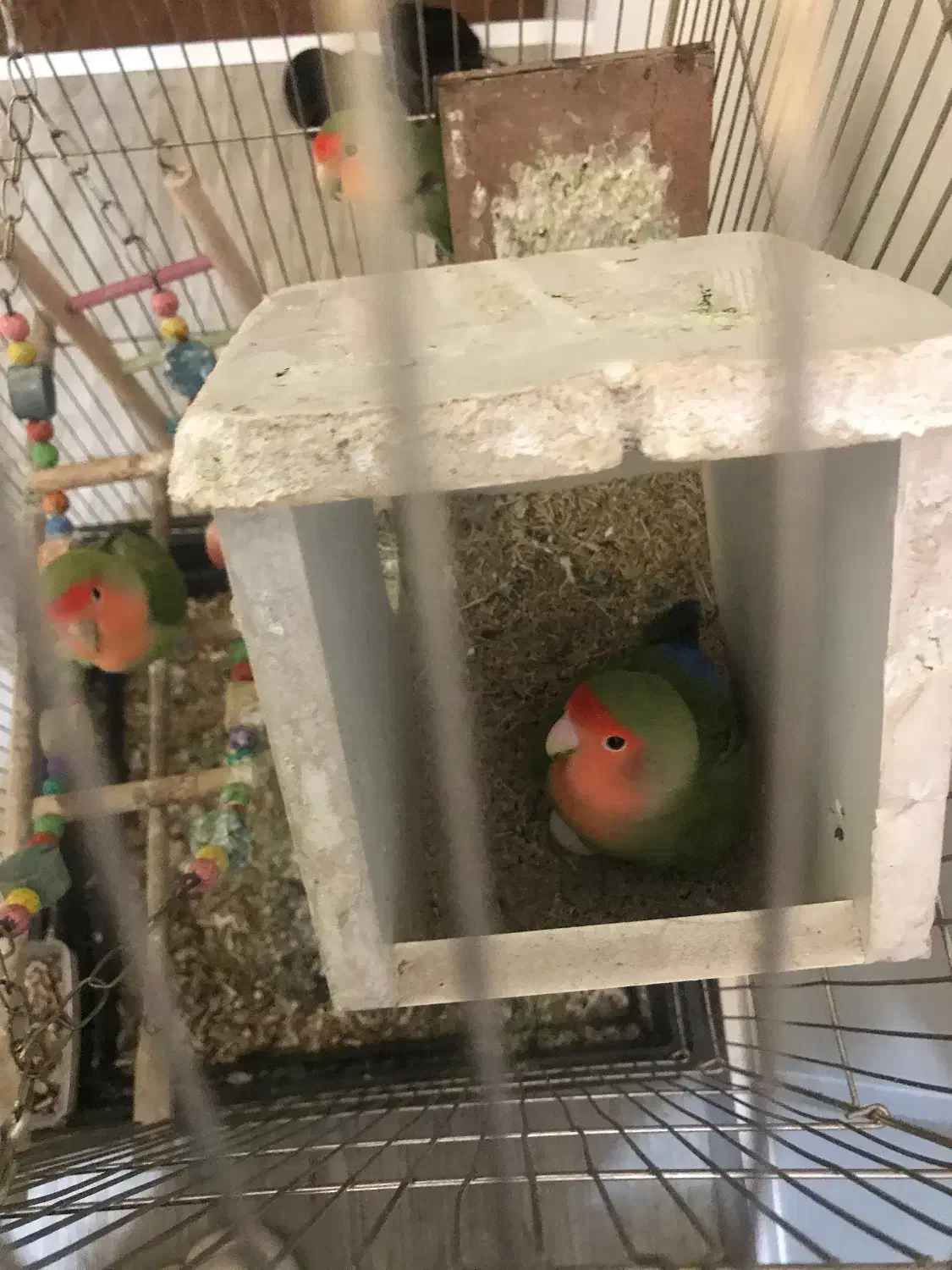 سه تا طوطی برزیلی با قفس و تخم|پرنده|مشهد, تربیت (صدف)|دیوار