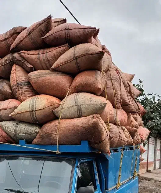 پوست بادام|گل و گیاه طبیعی|آستانه اشرفیه, |دیوار