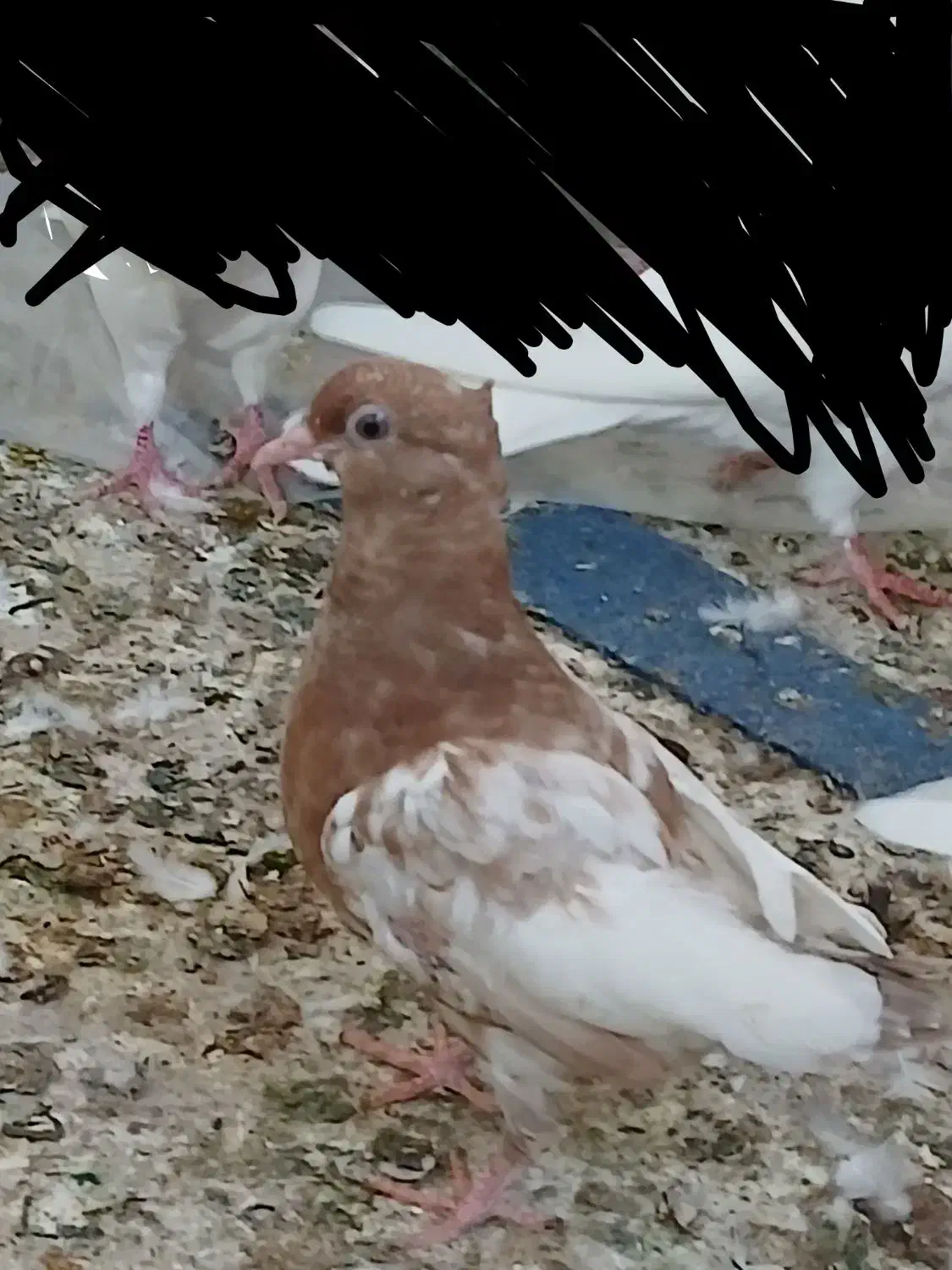 کفتر جوجه کلی|پرنده|گله دار, |دیوار