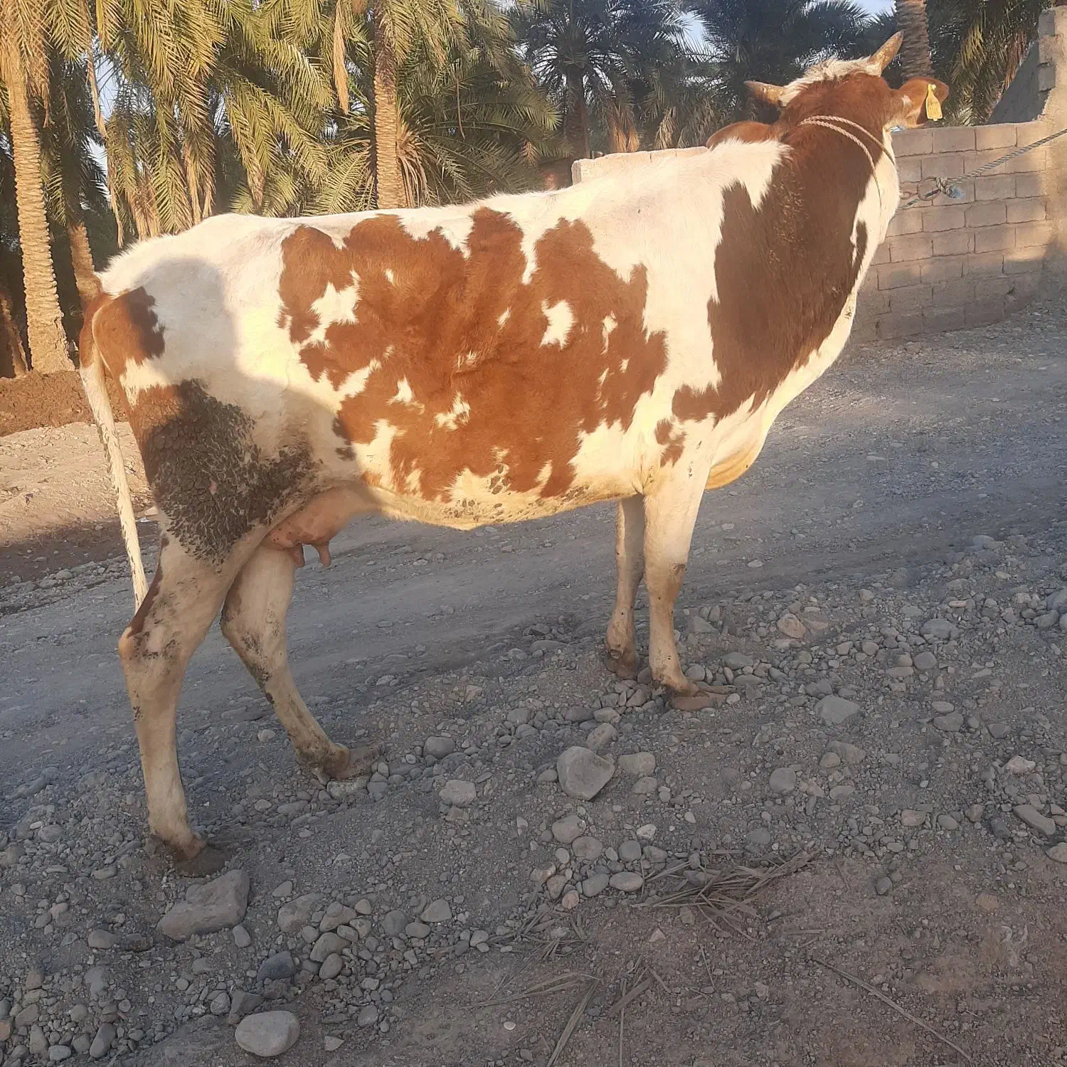 گاو|حیوانات مزرعه|یزد, |دیوار