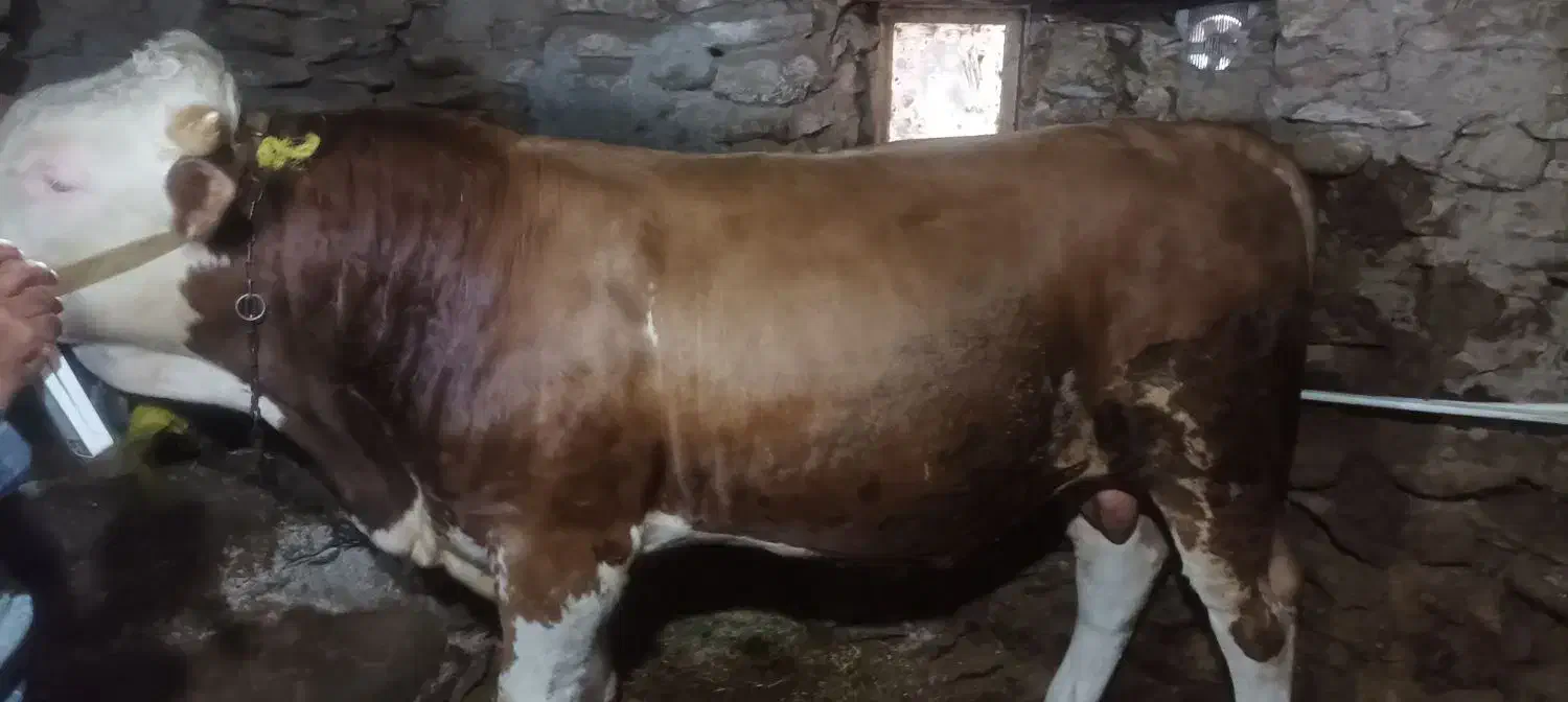 گاو نر|حیوانات مزرعه|کرفتو, |دیوار