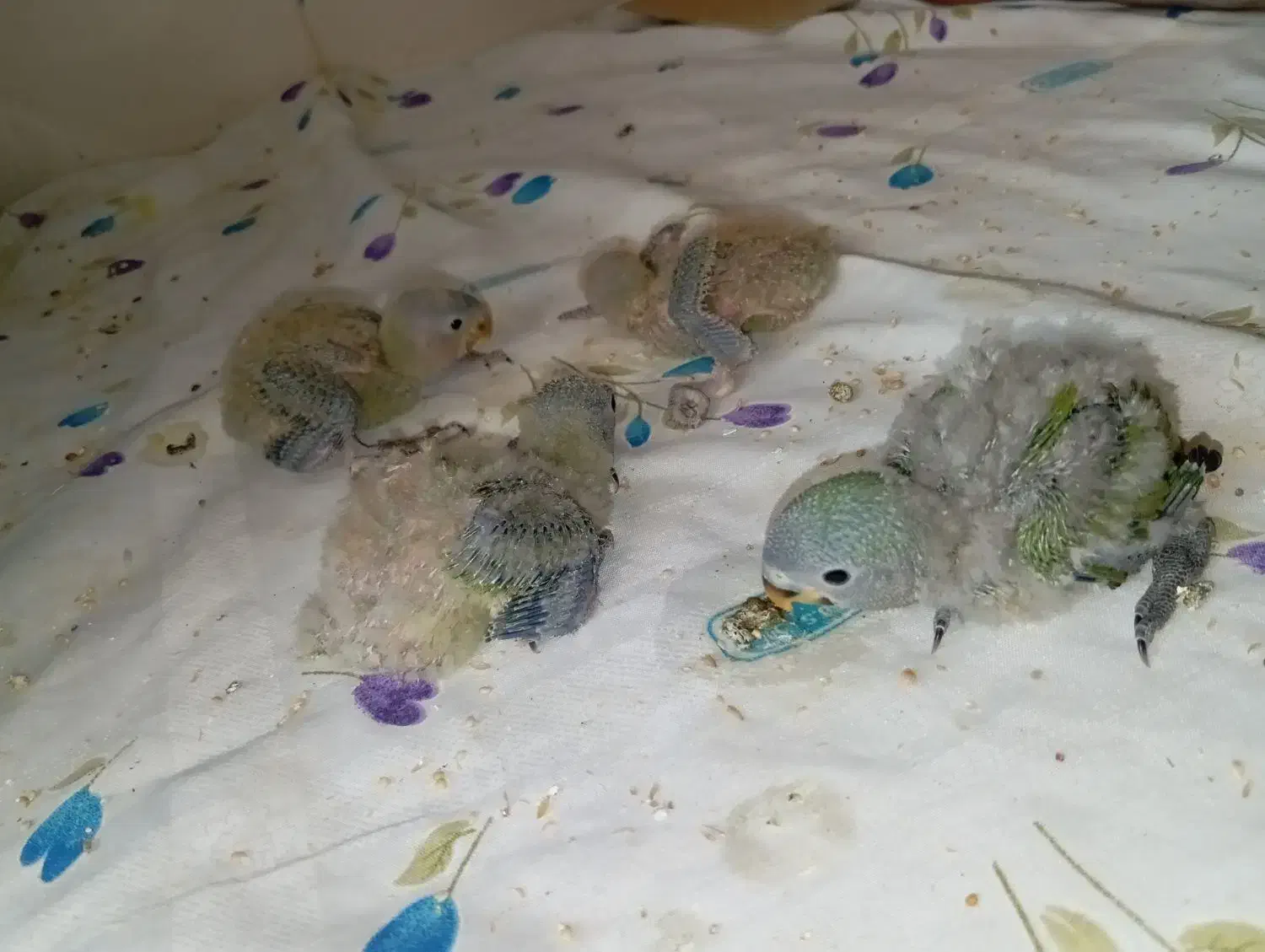 جوجه کوتوله|پرنده|بیرجند, |دیوار