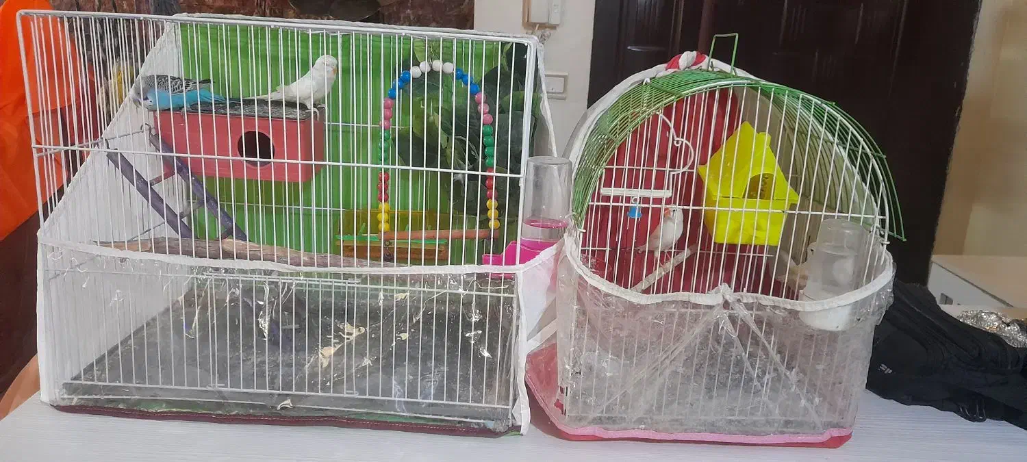 مرغ عشق فنچ با قفس کامل|پرنده|مشهد, زمرد|دیوار