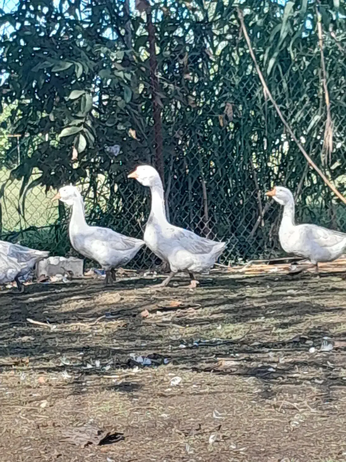 قوغازسفید نر|حیوانات مزرعه|قائم‌شهر, |دیوار