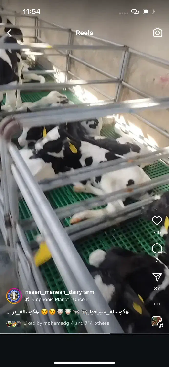 کارگر شیردوش|استخدام صنعتی، فنی، مهندسی|تنکمان, |دیوار