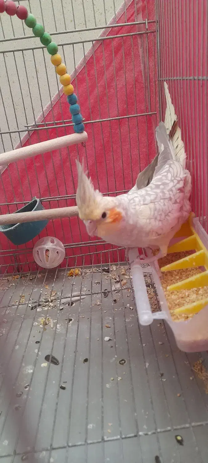 جوجه عروس هلندی|پرنده|خمینیشهر, |دیوار