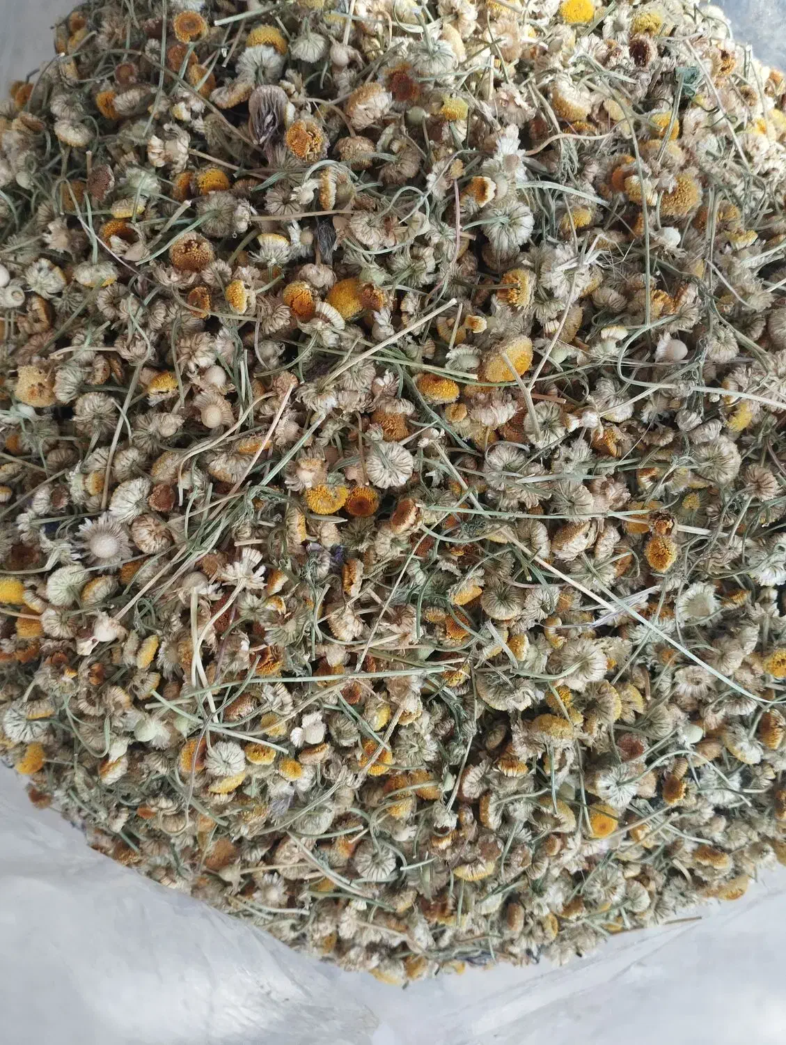 بابونه|حراج|قوچان, |دیوار