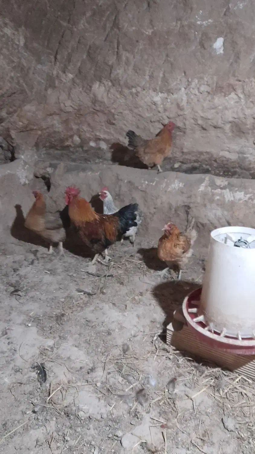 مرغ و خروس محلی|حیوانات مزرعه|چورزق, |دیوار