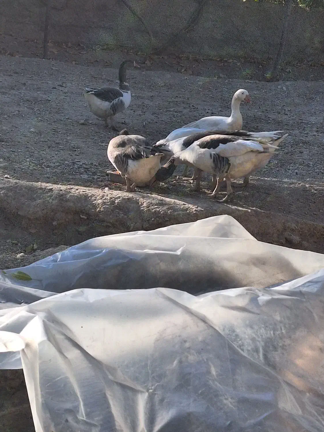 غاز چاق|حیوانات مزرعه|برزک, |دیوار