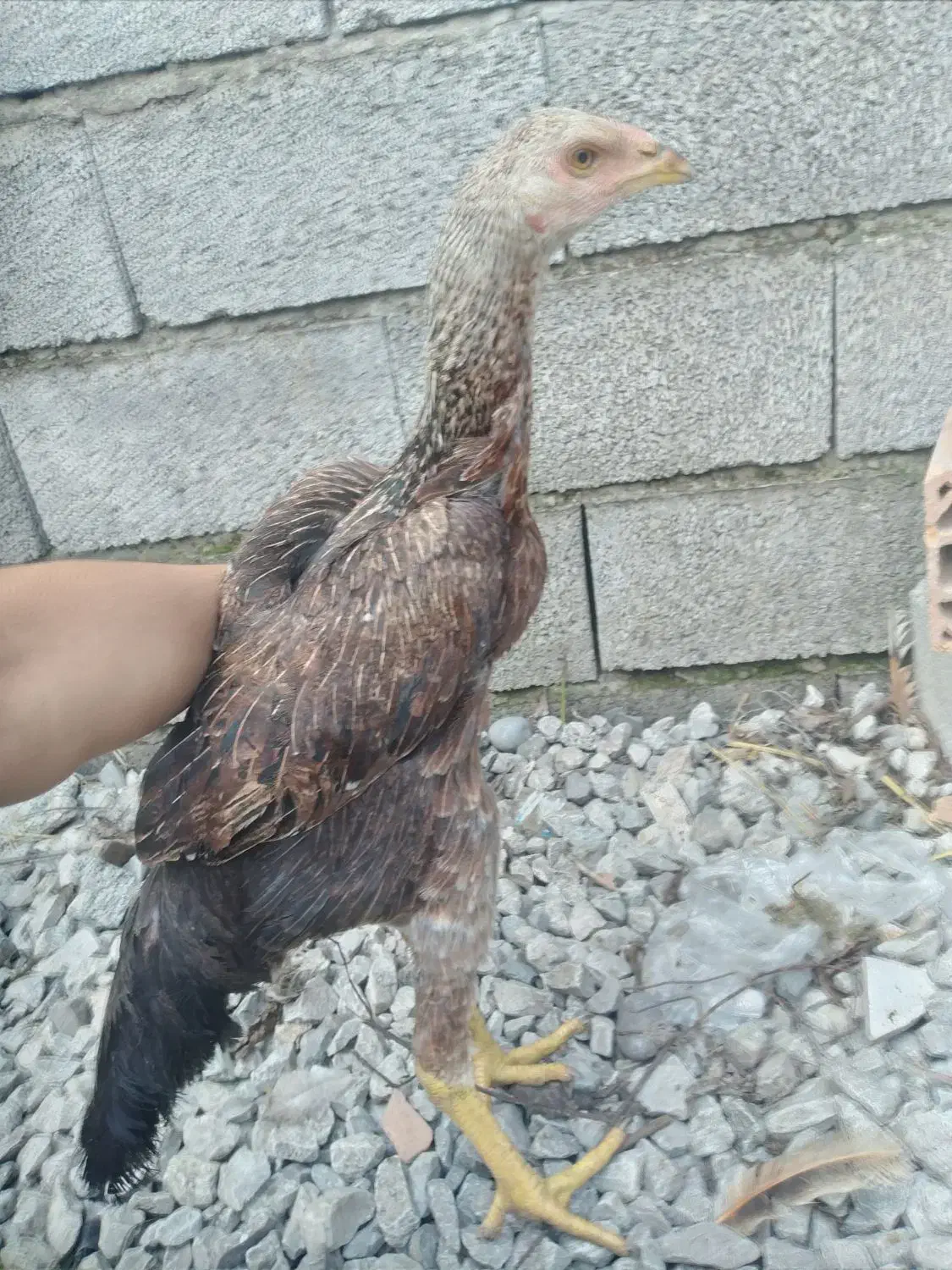 سه عدد لاری نژاد دار|حیوانات مزرعه|چالوس, |دیوار