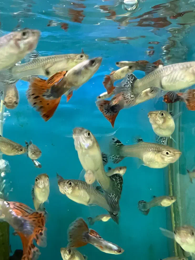 گوپی|ماهی|کرج, شاهین‌ویلا|دیوار