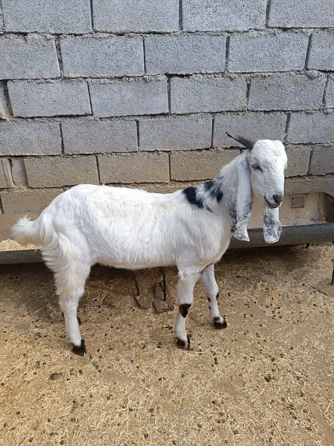 پازن پاکستانی|حیوانات مزرعه|بهبهان, |دیوار