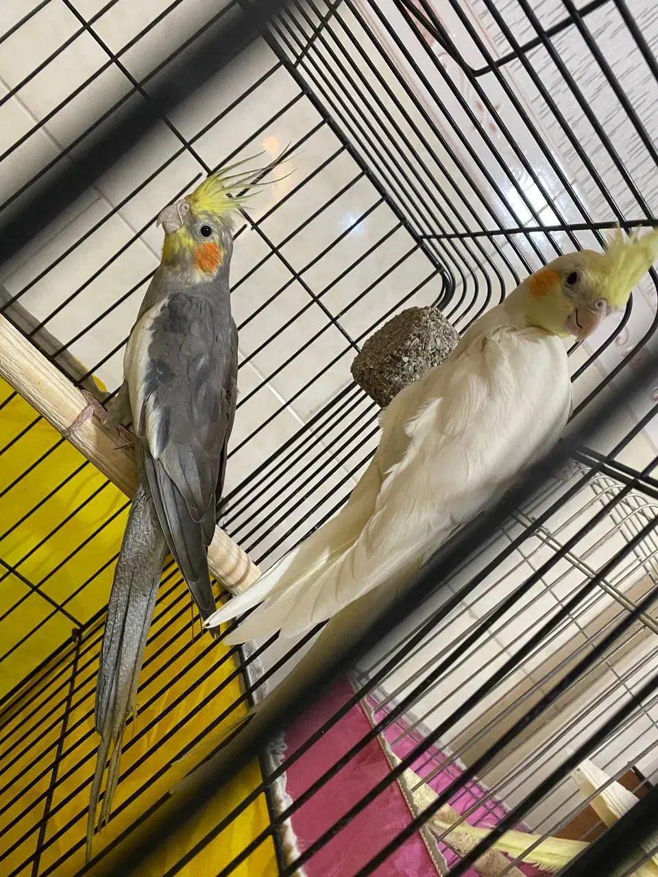 طوطی عروس مولدبشرط باقفس ولانه وسایل|پرنده|اقبالیه, |دیوار