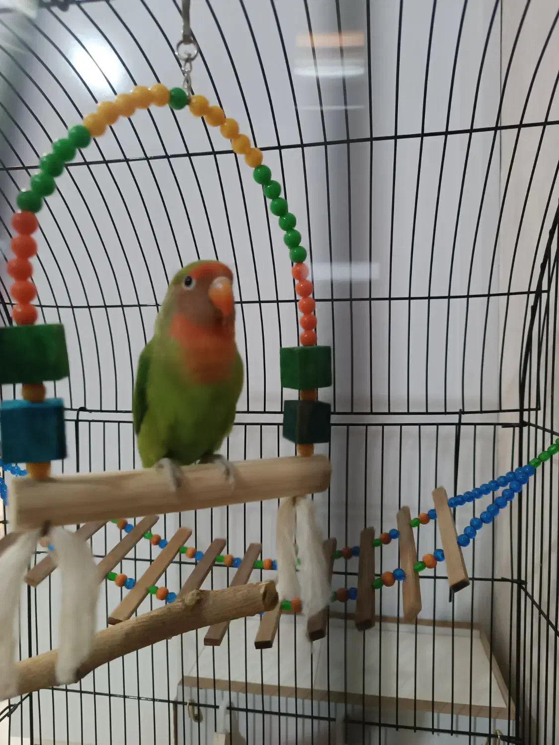 کوتوله بریزیلی|پرنده|مشهد, کشف|دیوار