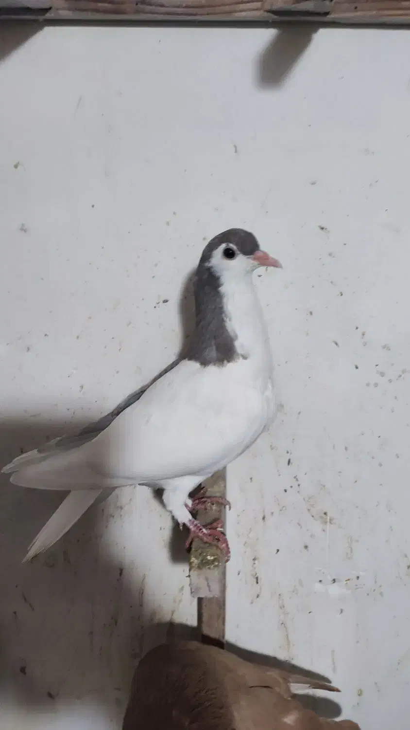 ساده جوجه|پرنده|نیشابور, بزرگمهر|دیوار