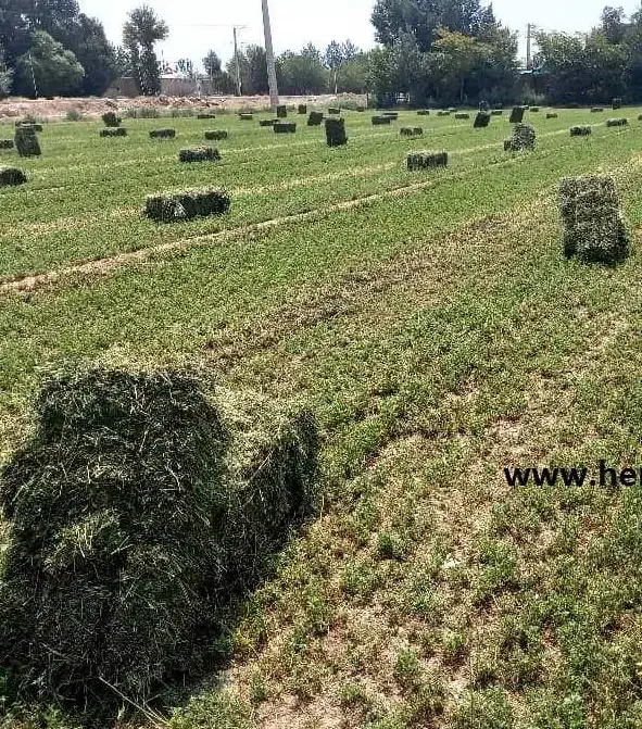 علف یونجه|خدمات باغبانی و درختکاری|بستان آباد, |دیوار