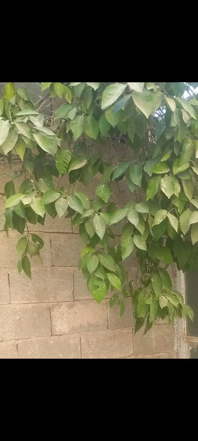 اجاره بالاخونه مستقل درخانه قدیمی بدون ودیعه|اجارهٔ خانه و ویلا|کازرون, |دیوار