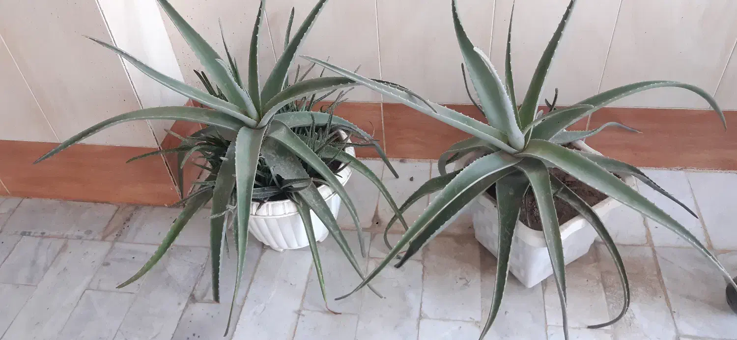 گلدان آلوورا،آلوئه ورا|گل و گیاه طبیعی|قم, شاه سید علی|دیوار