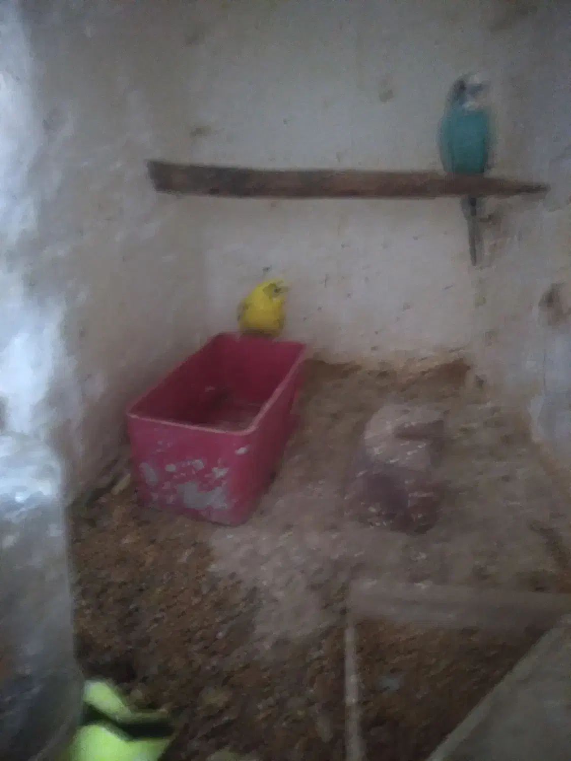 مرغ عشق نر ماده جفت تخم گذار|پرنده|باروق, |دیوار