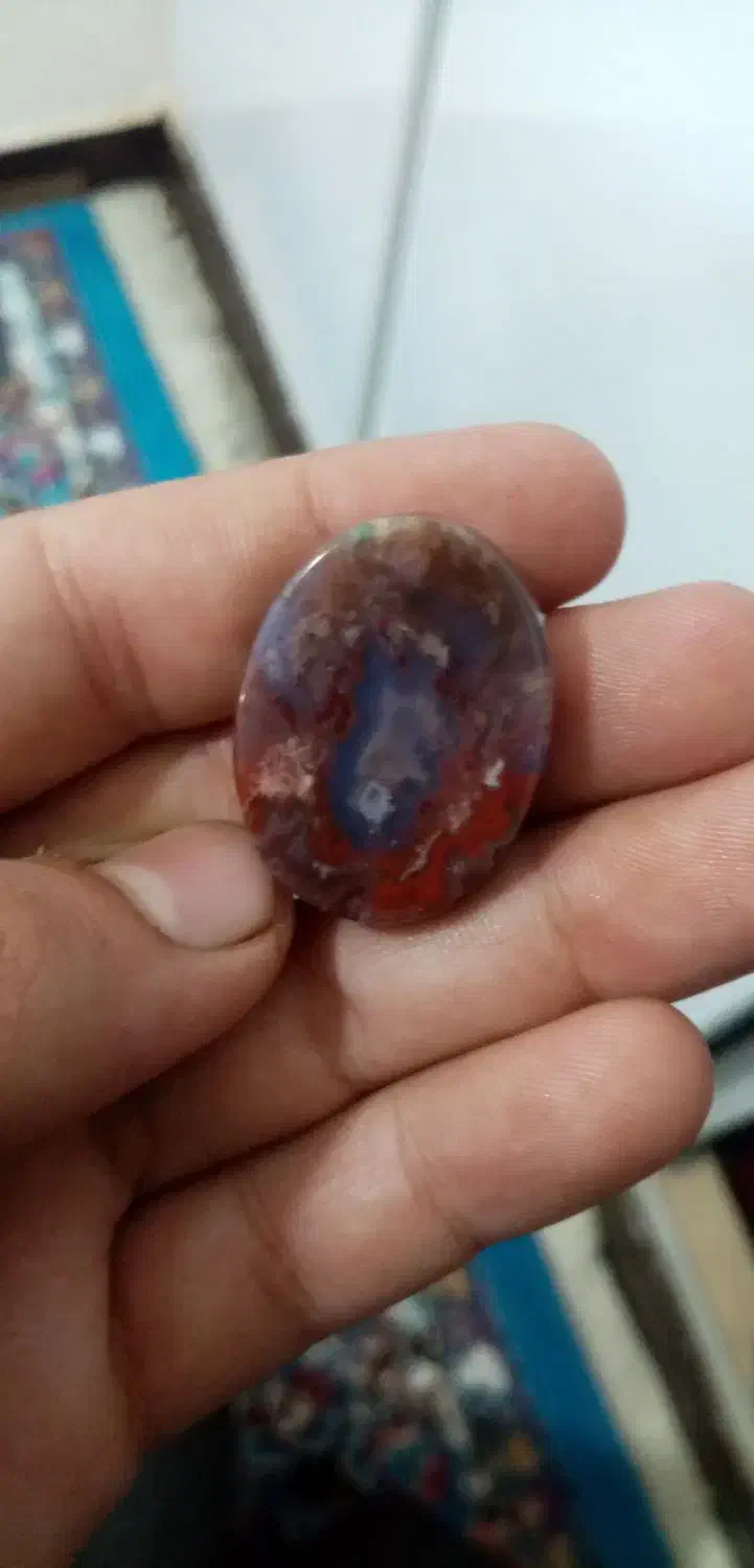 شجر دریای گل عناری|کلکسیون و سرگرمی|اهواز, پردیس|دیوار