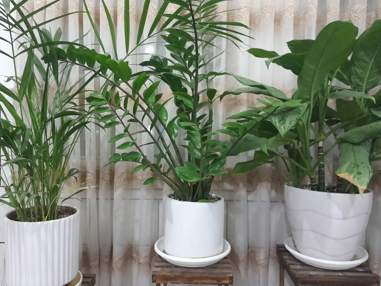 سه گلدان شاداب|گل و گیاه طبیعی|آران و بیدگل, |دیوار