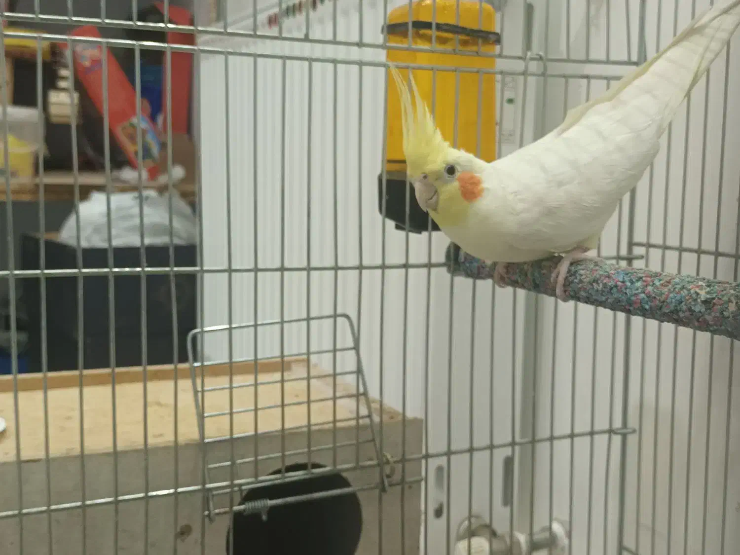 یک جفت عروس هلندی مولد|پرنده|شاهین‌شهر, پارک بانک استان|دیوار