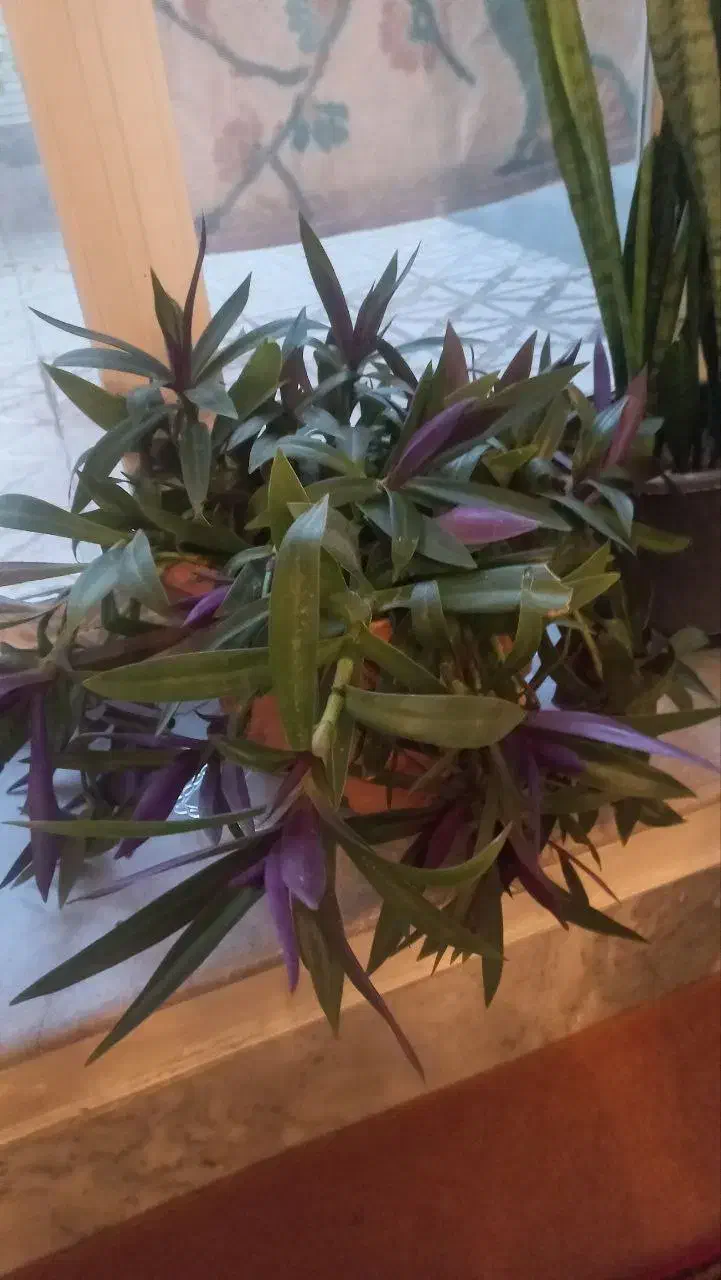 سانسوریا وزیپلین|گل و گیاه طبیعی|تبریز, |دیوار