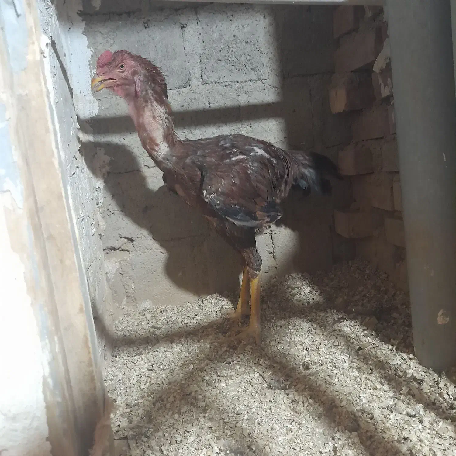 خروس لاری|حیوانات مزرعه|بوکان, |دیوار