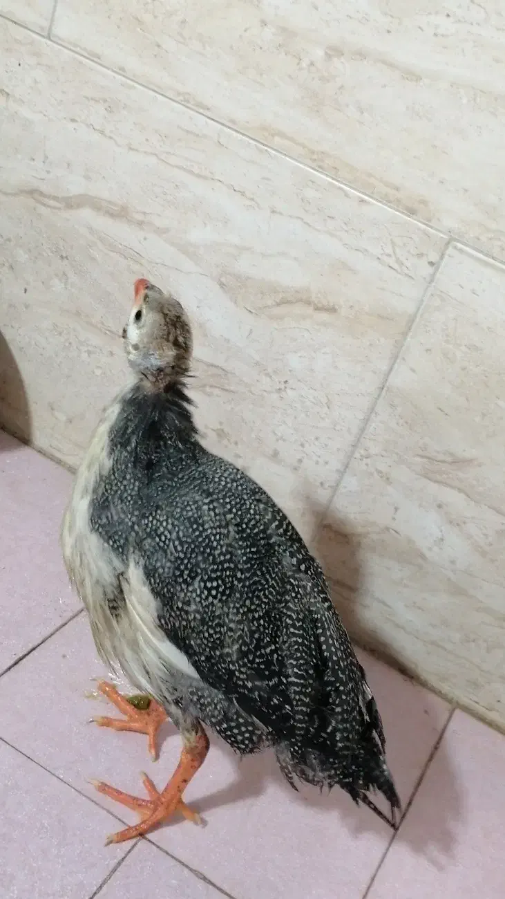 پرنده|حیوانات مزرعه|قم, پردیسان|دیوار