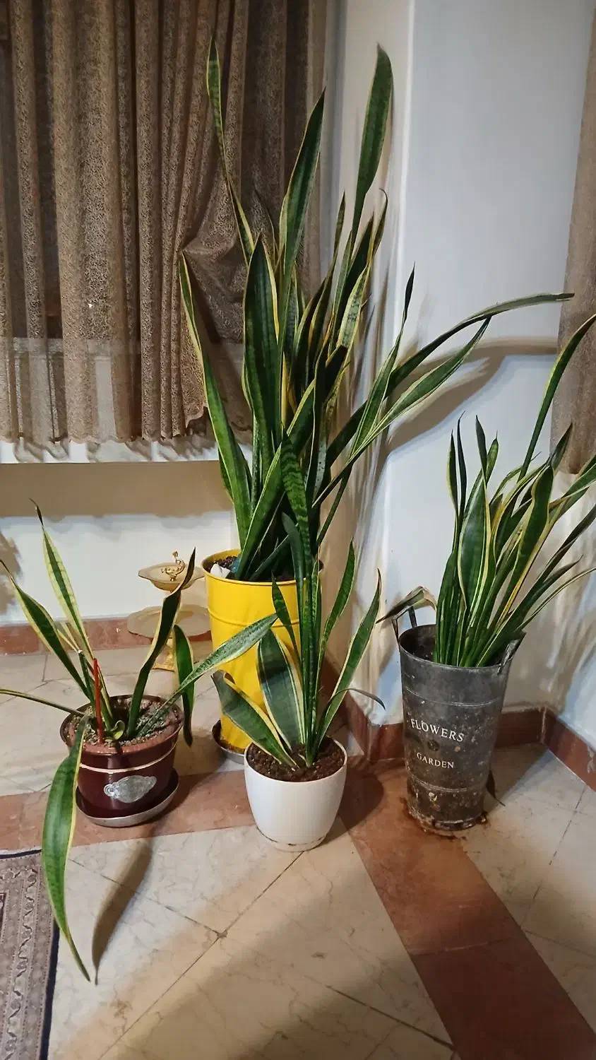 سانساوریا با گلدان|گل و گیاه طبیعی|تهران, والفجر|دیوار