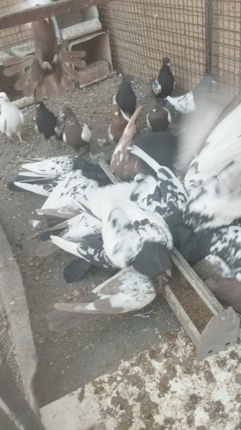 کبوتر سینه|پرنده|کهریزک, |دیوار