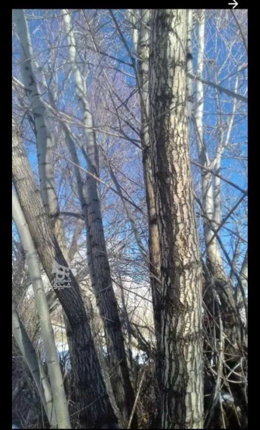 خرید چوب با بالاترین قیمت|خدمات باغبانی و درختکاری|قیدار, |دیوار