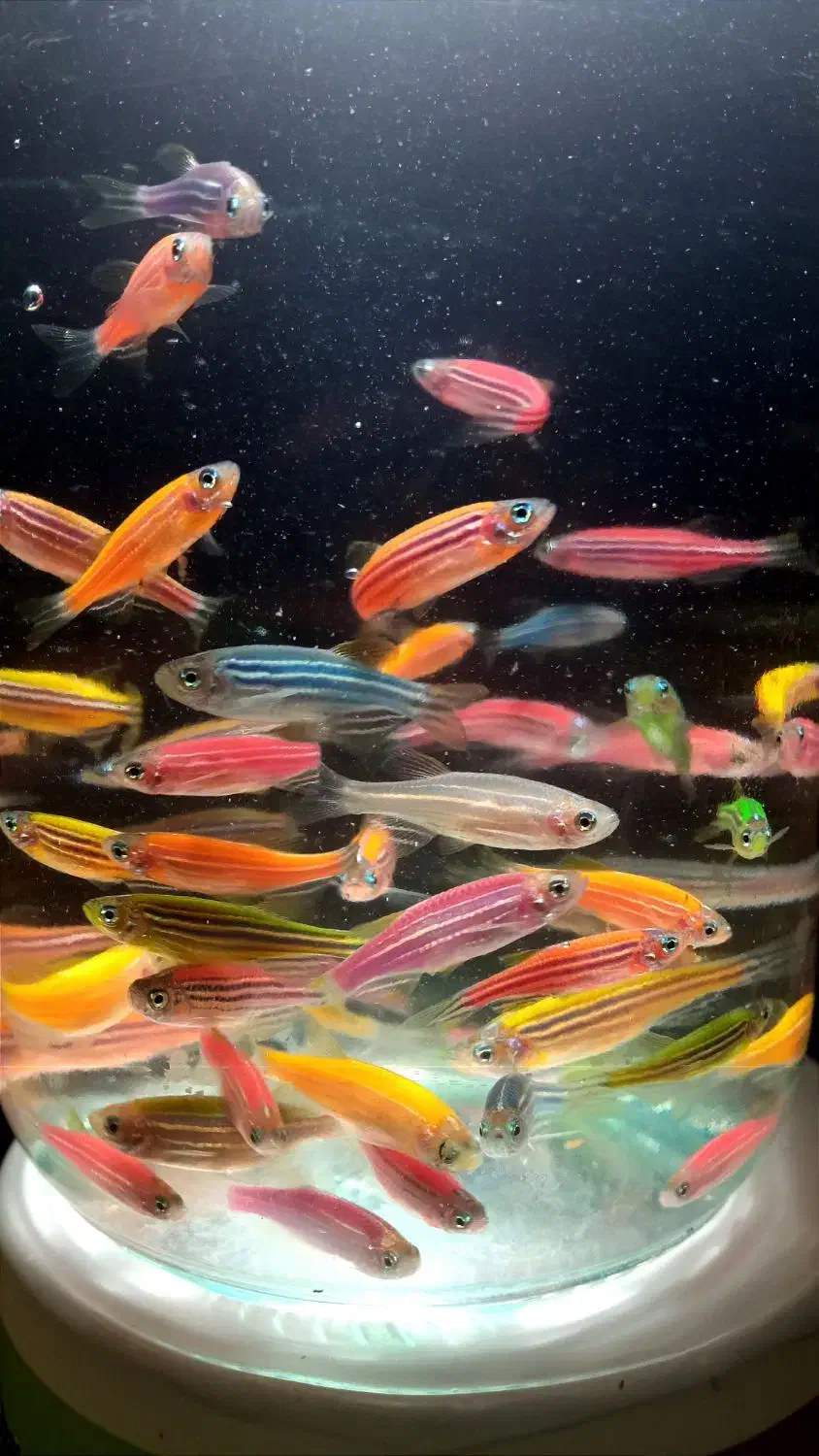 ماهی آکواریوم گوپی ، کالر ، زبرا ، آنجل ، گلدفیش|ماهی|مشهد, ادیب نیشابوری (شهرک غرب)|دیوار