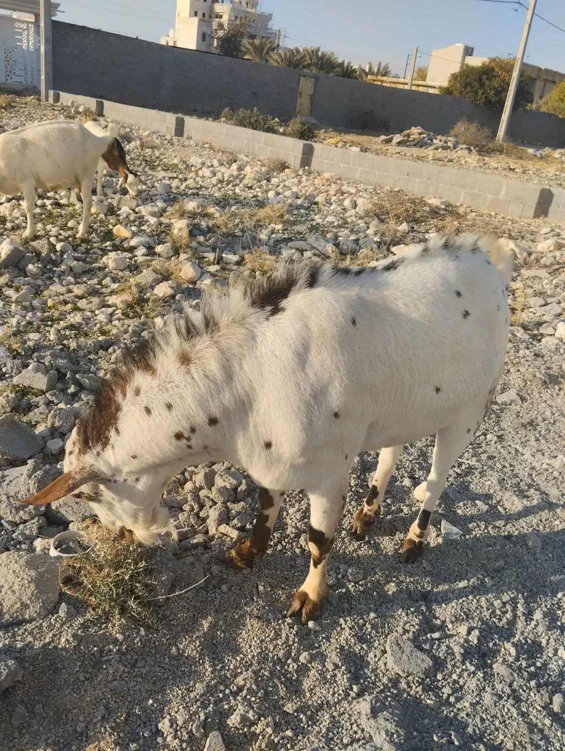 پازن صلاله|حیوانات مزرعه|جم, |دیوار