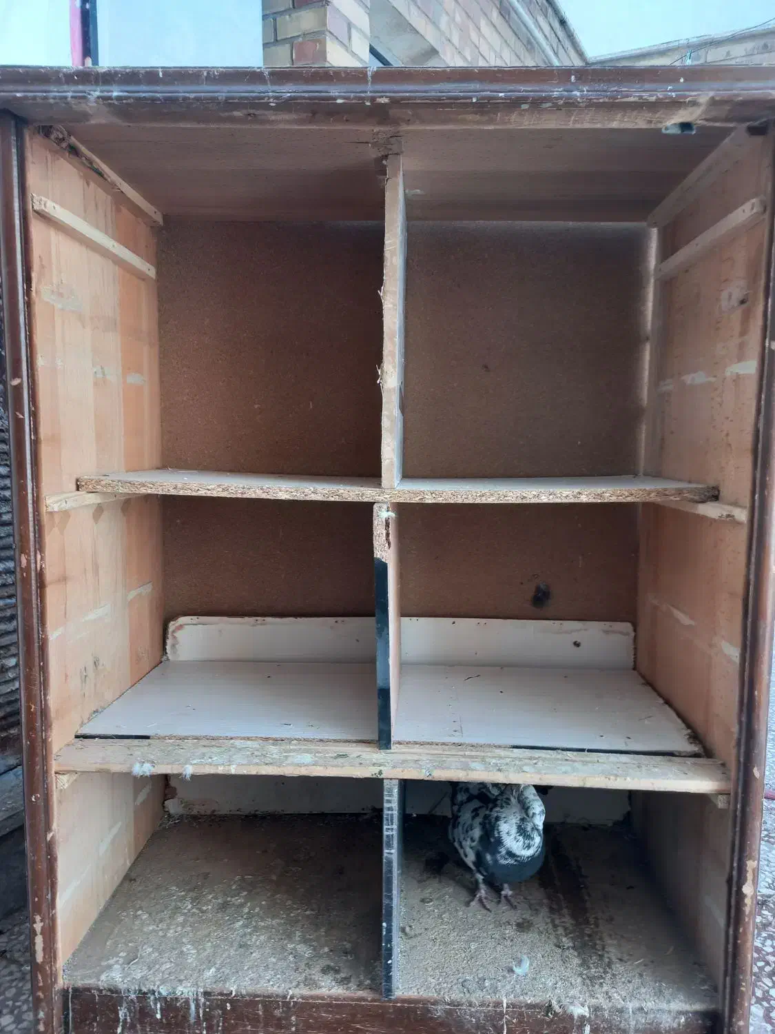 کجه|لوازم جانبی حیوانات|قم, بنیاد|دیوار