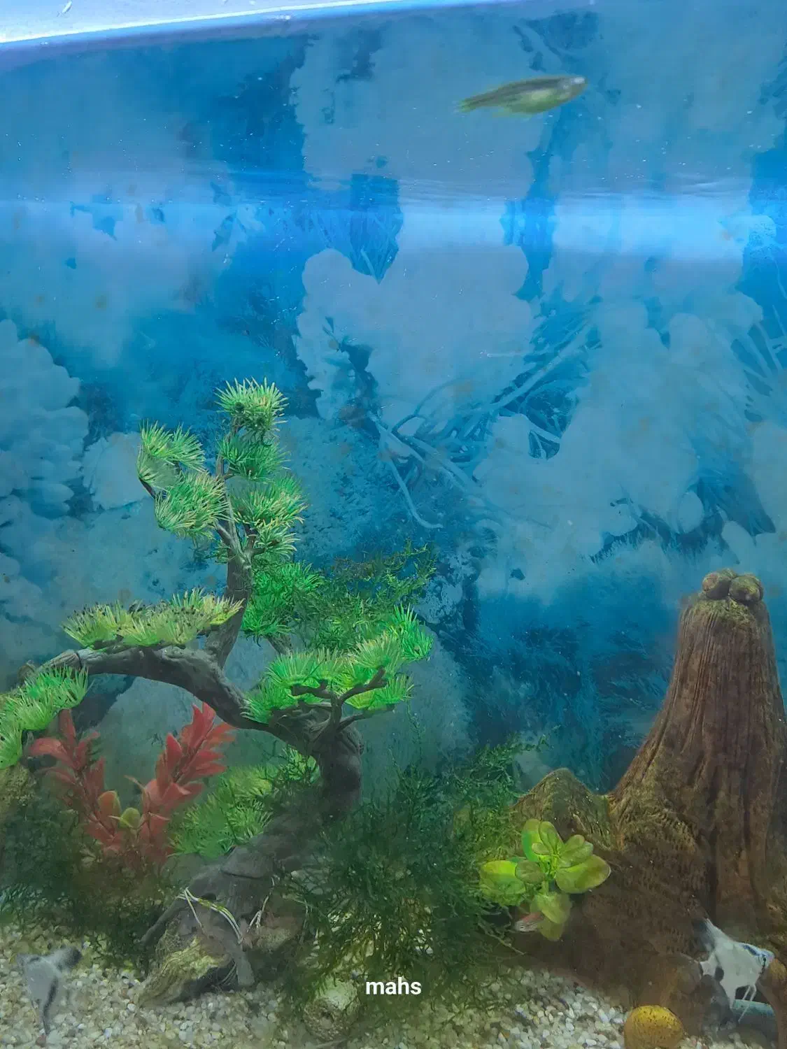 انواع ماهی زبرا ،آنجل سه خط ،آنجل مولد کله پرتقالی|ماهی|ملکان, |دیوار