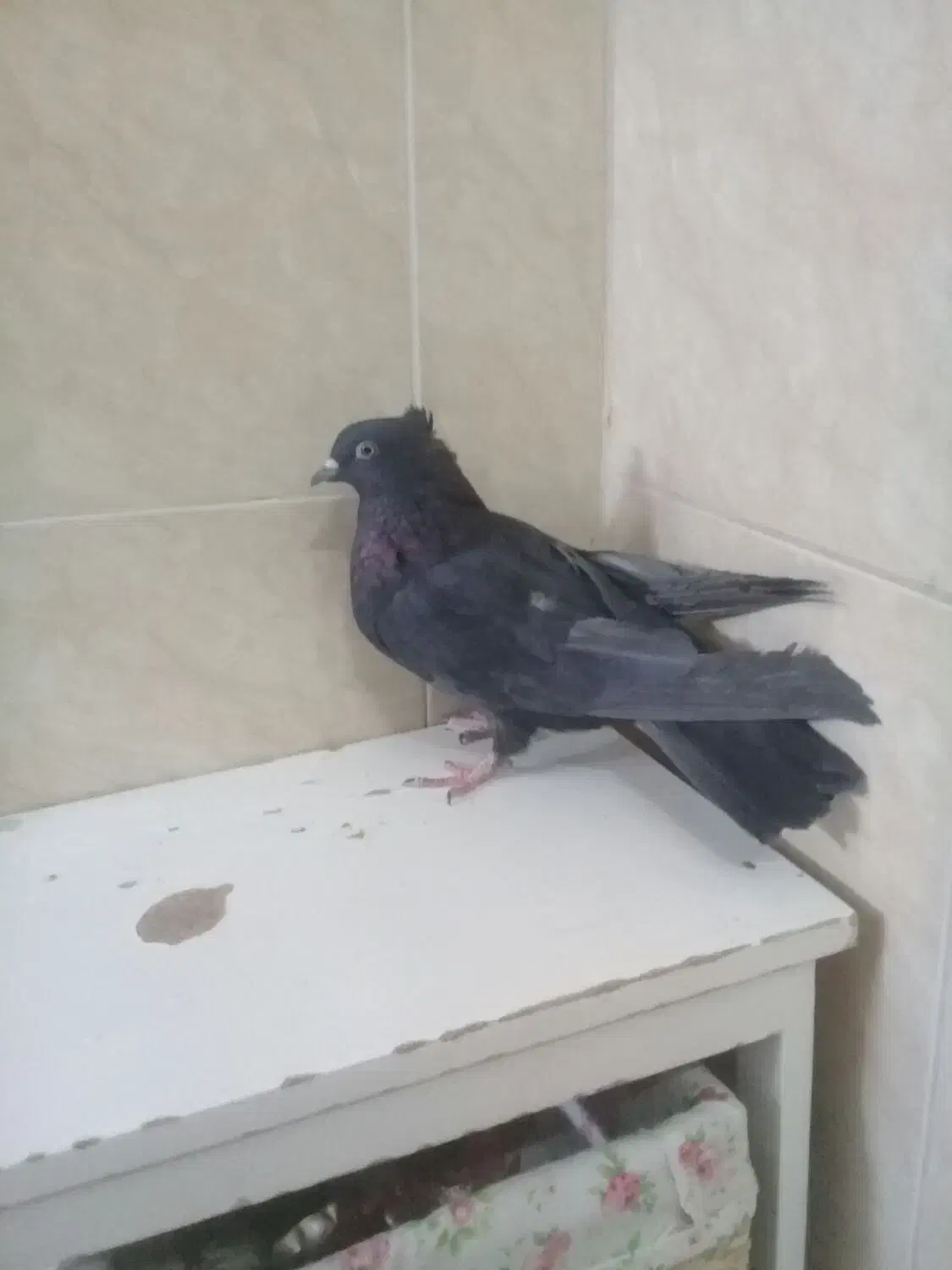 ی ماده سیاه اصفانی د دوتا جوجه سوسکی|پرنده|خمینیشهر, |دیوار