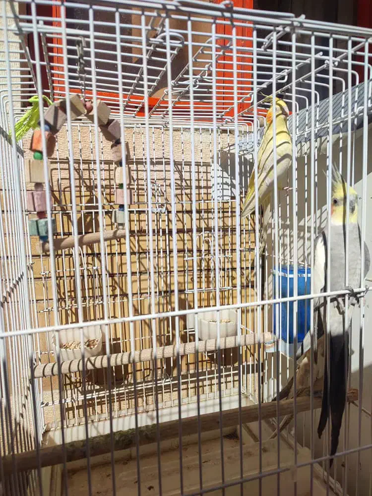 عروس هلندی|پرنده|ایلام, |دیوار